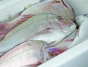 Snapper are on fire around Bundaberg in June.